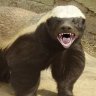 Honey Badger